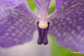 DSC_6268 Orchideeen
