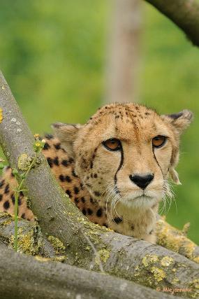 DSC_6831 cheetah