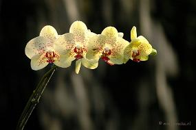 DSC_5911 Orchideeën