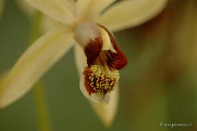 DSC_5994 Orchideeën
