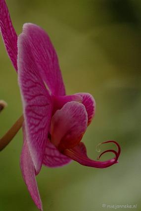 DSC_6025 Orchideeën