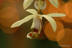 DSC_6032 Orchideeën