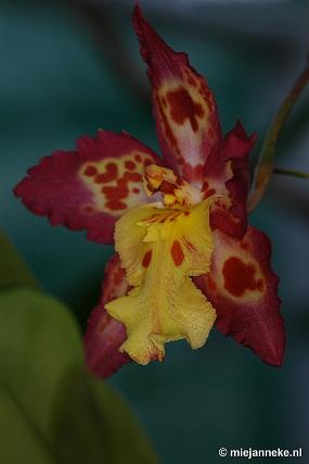 DSC_3016 Orchidee hoeve