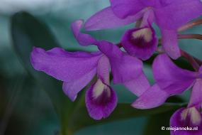 DSC_3022 Orchidee hoeve