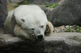 ijsbeer1 Erlebnis Welt Zoo Duitsland