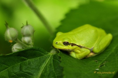 _DSC4315 Boomkikkertjes