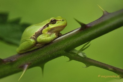 _DSC4323 Boomkikkertjes