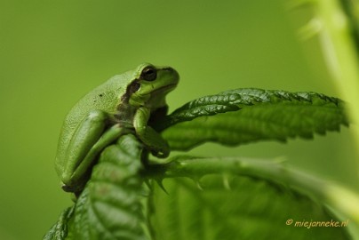 _DSC4335 Boomkikkertjes