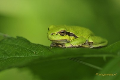 _DSC4368 Boomkikkertjes