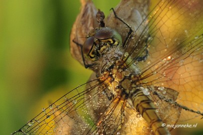 _DSC4918a Vroeg in de morgen