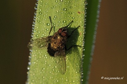 _DSC4948 Vroeg in de morgen