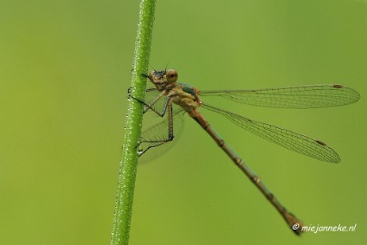 _DSC5078 Vroeg in de morgen