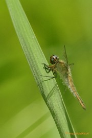 _DSC4272 Limburg