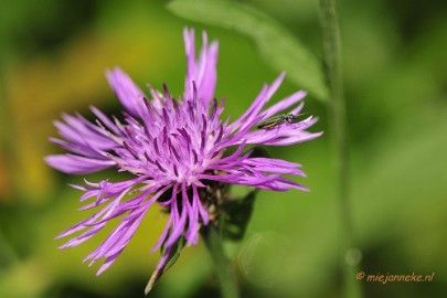 _DSC4390 Limburg