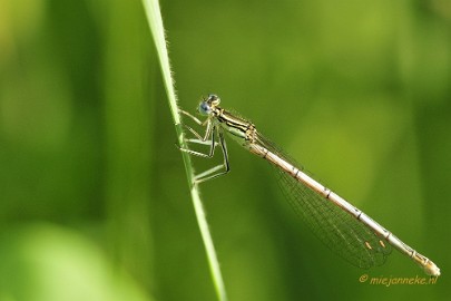 _DSC4279 Limburg