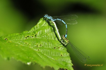 _DSC4293 Limburg