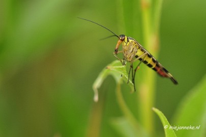 _DSC4518 Macro met RB uit Almere