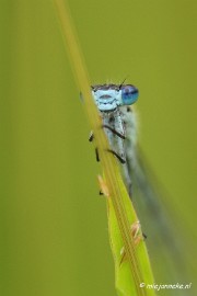 _DSC4528 Macro met RB uit Almere