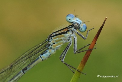 _DSC4569 Macro met RB uit Almere