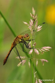 _DSC4589 Macro met RB uit Almere