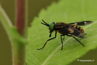 _DSC4593 Macro met RB uit Almere