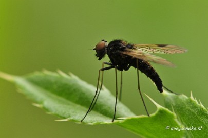 _DSC4604 Macro met RB uit Almere