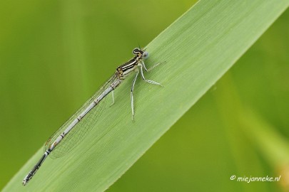 _DSC4607 Macro met RB uit Almere