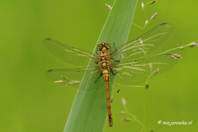 _DSC4622 Macro met RB uit Almere