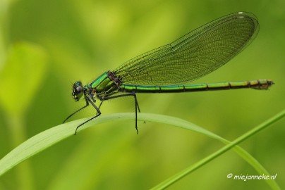 _DSC4635a Macro met RB uit Almere