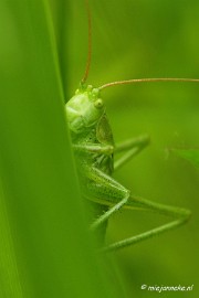 _DSC4638 Macro met RB uit Almere