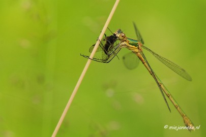 _DSC4643a Macro met RB uit Almere