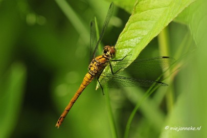 _DSC4664 Macro met RB uit Almere