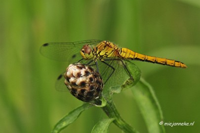 _DSC4679 Macro met RB uit Almere