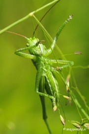 _DSC4727a Macro met RB uit Almere