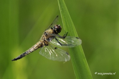 _DSC4745 Macro met RB uit Almere