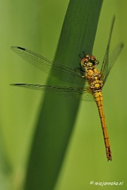 _DSC4770 Macro met RB uit Almere