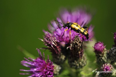 _DSC4784 Macro met RB uit Almere