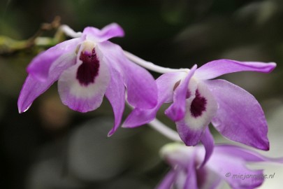 _DSC8376 Orchidee