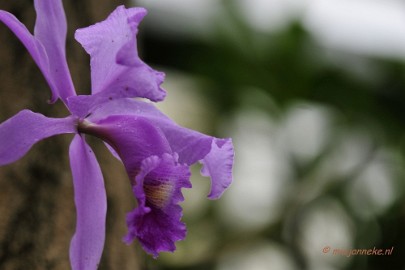 _DSC8384 Orchidee