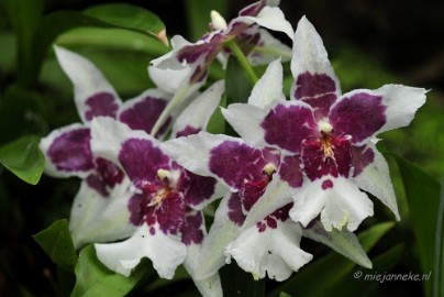 _DSC8385 Orchidee