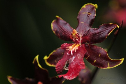 _DSC8390 Orchidee