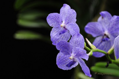 _DSC8392 Orchidee