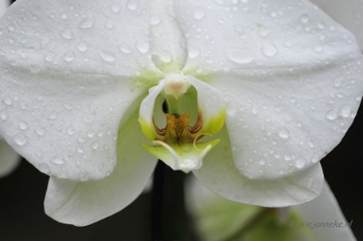 _DSC8395 Orchidee