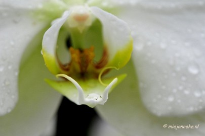 _DSC8397 Orchidee