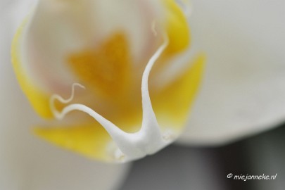 _DSC8402 Orchidee