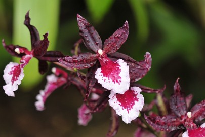 _DSC8421 Orchidee