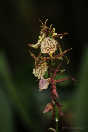 _DSC8425 Orchidee