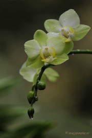 _DSC8442 Orchidee