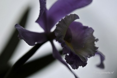 _DSC8451 Orchidee