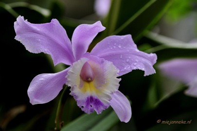 _DSC8458 Orchidee